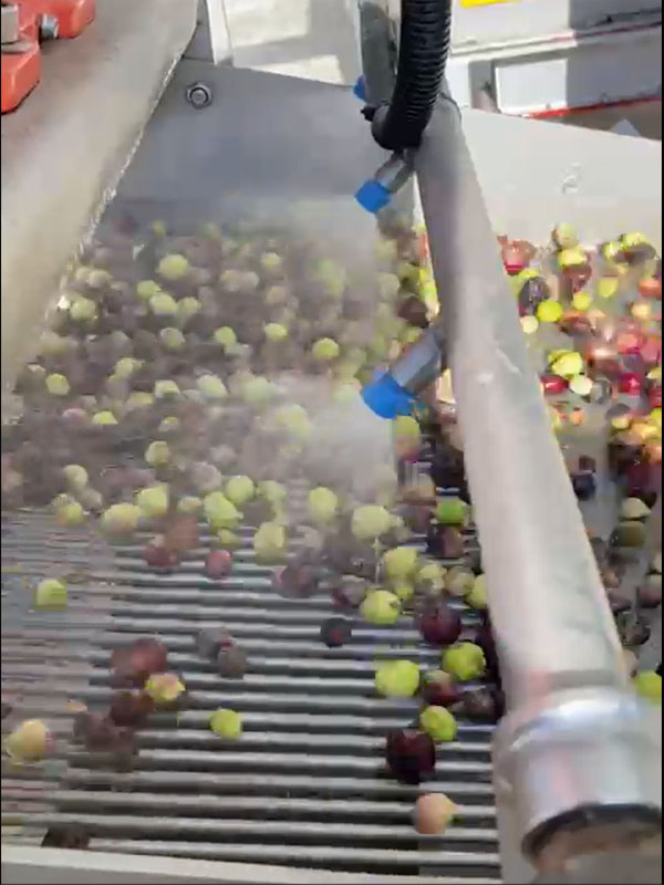 Zeytinleri Elekte Yıkama