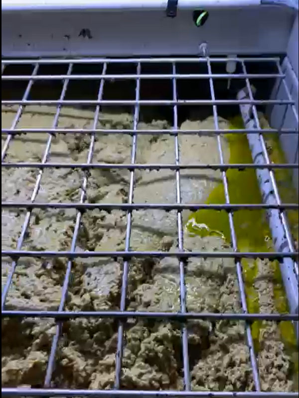 Zeytinlerin Yoğrulması